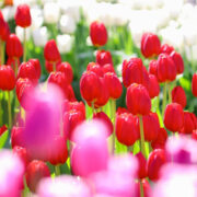 【秋の新柄2025　vol.1】あのお花が新柄に登場🌷