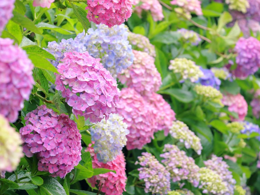 紫陽花の色1