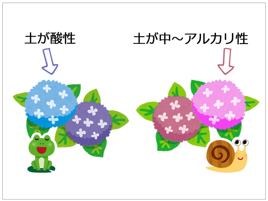 紫陽花の色2